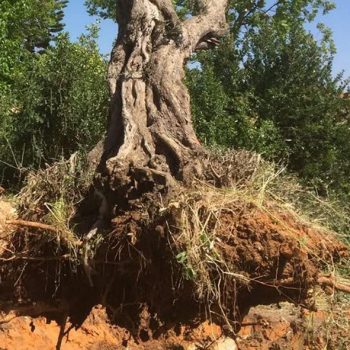 WhatsApp Image 2025-09-05 at 16.53.10